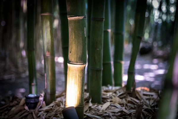 Bamboos Bamboo Forest — Fotografia de Stock