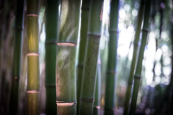 Bambusz Egy Bambuszerdőben — Stock Fotó