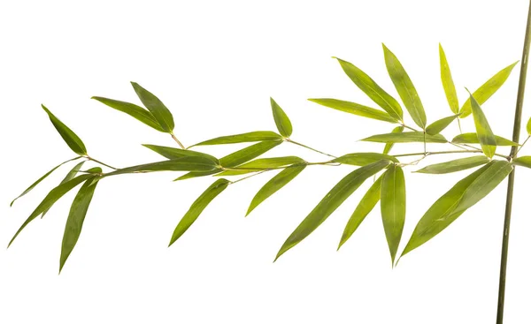 Bamboe Branch Witte Achtergrond — Stockfoto