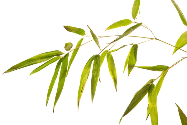 Bambu Gren Vit Bakgrund — Stockfoto