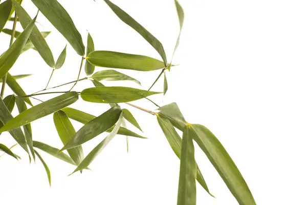 Gałęzi Bambusa Białym Tle — Zdjęcie stockowe