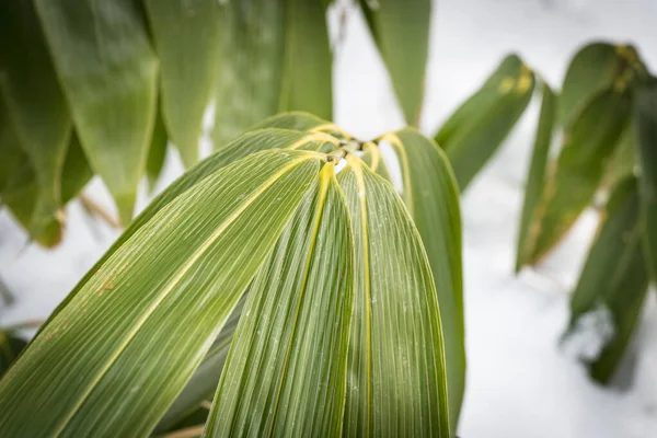 白い背景の上の竹の枝 — ストック写真