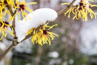 Hamamelis intermedya, bir kış çiçeği çalısı