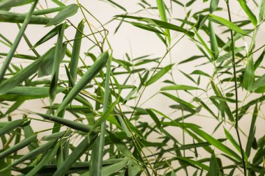 beyaz arka planda bambu yaprakları ve dalları