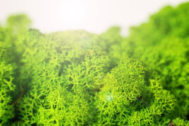 Güzel yosun ren geyiği iç dekorasyonu