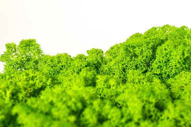 Güzel yosun ren geyiği iç dekorasyonu