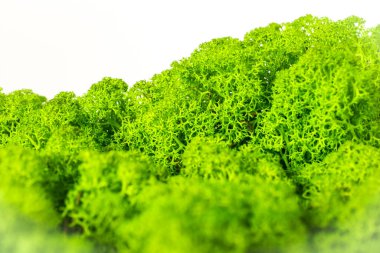 Güzel yosun ren geyiği iç dekorasyonu