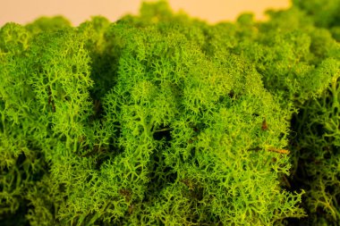 Güzel yosun ren geyiği iç dekorasyonu