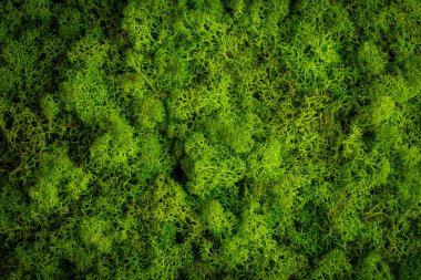 Güzel yosun ren geyiği iç dekorasyonu