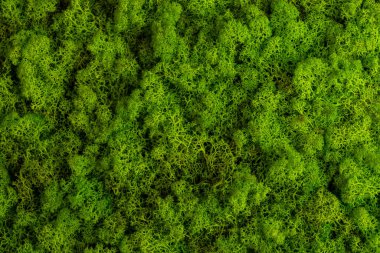 Güzel yosun ren geyiği iç dekorasyonu