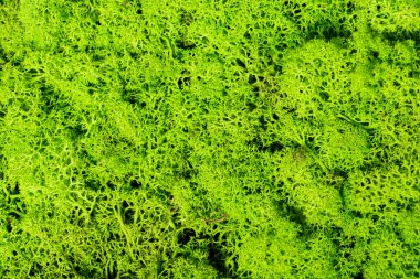 Güzel yosun ren geyiği iç dekorasyonu