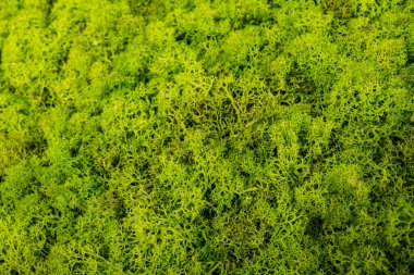 Güzel yosun ren geyiği iç dekorasyonu