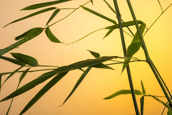 Бамбуковые Листья Ветви Восходе Солнца — стоковое фото