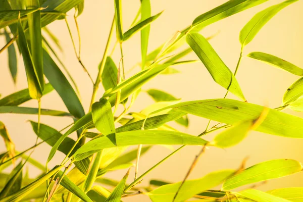 Gün Doğumunda Bambu Yaprakları Dalları — Stok fotoğraf