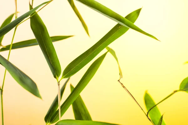 Bambusové Listy Větve Při Východu Slunce — Stock fotografie