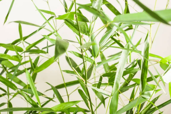 Bambusowe Liście Gałęzie Białym Tle — Zdjęcie stockowe