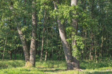 Mimari, Moravya 'daki Lednicko Valtick kompleksindeki eski binalar.