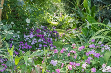 Moravya 'nın Lednicko Valtick bölgesinde Fata Morgana serası, tropikal bitkiler