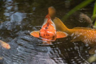 Mimari, parktaki eski binalar.