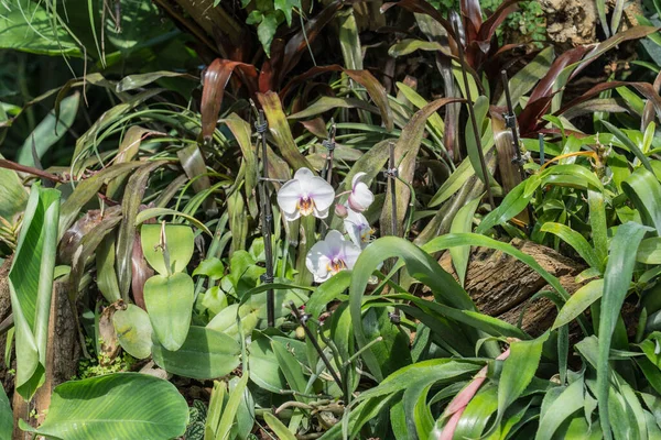 Fata Morgana Växthus Lednicko Valtick Området Mähren Tropiska Växter — Stockfoto