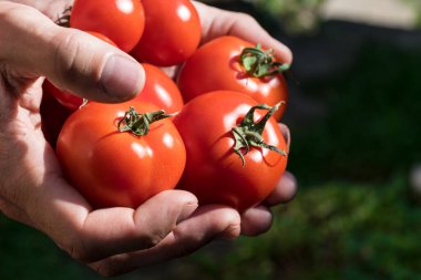 Bir bahçıvan tarafından hasat edilen bir serada yetişen domatesler.