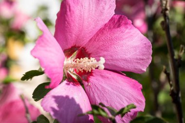 Amberçiçeği detayı, Hibiscus