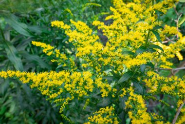 Solidago kanadensis bahçede