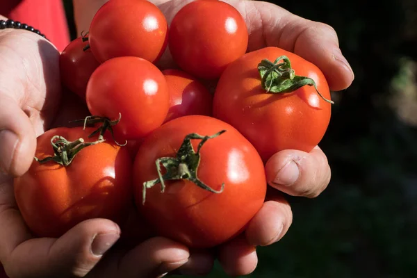 Tomaten Geteeld Een Kas Geoogst Door Een Tuinman — Stockfoto