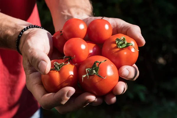 Tomates Cultivées Dans Une Serre Récoltée Par Jardinier — Photo