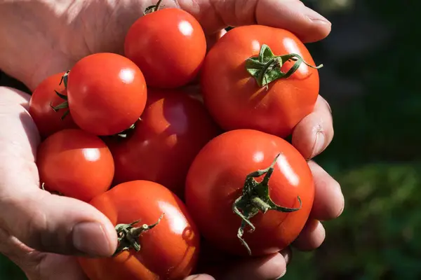 Tomaten Aus Einem Gewächshaus Geerntet Von Einem Gärtner — Stockfoto