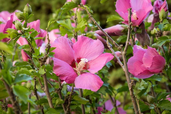 Detail Der Hibiskusblüte Hibiskus — Stockfoto