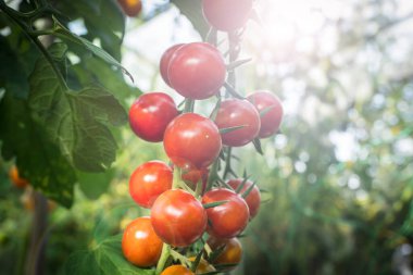 ayrıntı domates meyve sera içinde