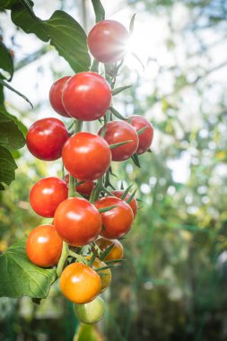 ayrıntı domates meyve sera içinde