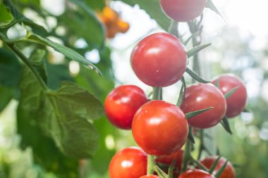 ayrıntı domates meyve sera içinde