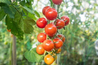 ayrıntı domates meyve sera içinde
