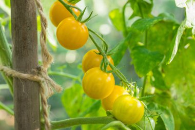 ayrıntı domates meyve sera içinde