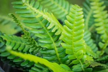 Parantez içinde, Blechnum baharatçısı bahçede