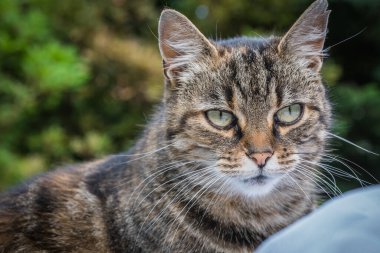 evcil kedi bahçede.