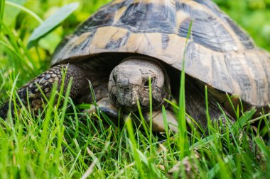 Eastern Hermann's tortoise, European terrestrial turtle, Testudo hermanni boettgeri, turtle on the lawn in nature