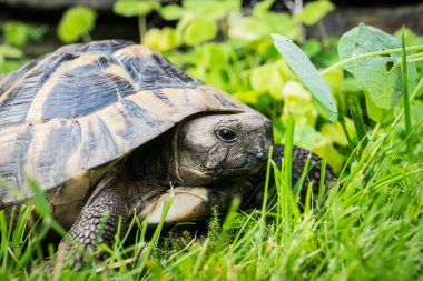 Eastern Hermann's tortoise, European terrestrial turtle, Testudo hermanni boettgeri, turtle on the lawn in nature