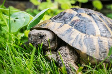 Eastern Hermann's tortoise, European terrestrial turtle, Testudo hermanni boettgeri, turtle on the lawn in nature