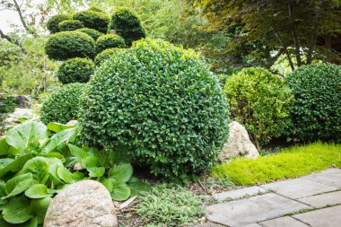 Japon bahçesinde bulut kesen çalılar.