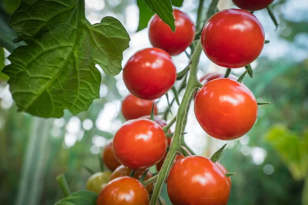 Detail Tomaat Vruchten Kas — Stockfoto