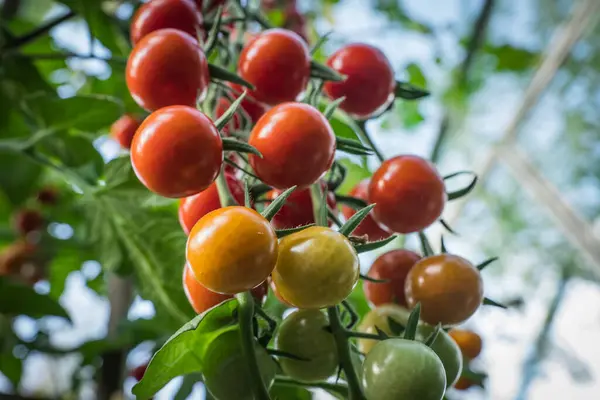 Detail Tomaat Vruchten Kas — Stockfoto