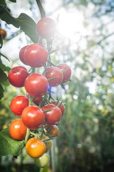 Detalle Fruta Del Tomate Invernadero — Foto de Stock
