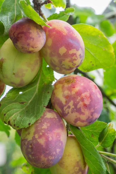 Plum Tree Juicy Fruits Sunset Light — Stock Photo, Image