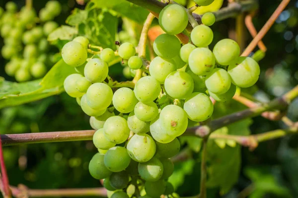 Grape Vines Vineyard — Stock Photo, Image