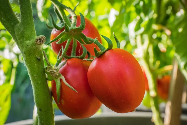Detalhe Frutas Tomate Estufa Fotografia De Stock