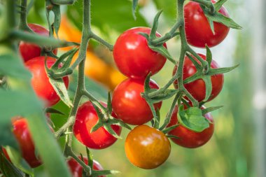 ayrıntı domates meyve sera içinde
