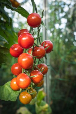 ayrıntı domates meyve sera içinde